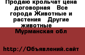 Продаю крольчат цена договорная - Все города Животные и растения » Другие животные   . Мурманская обл.